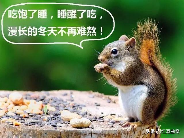 冬眠的动物有哪些全部（冬眠的动物有哪些9种）