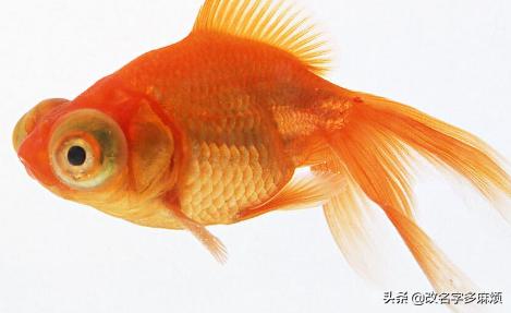 鱼类大全名字（40种鱼类名字）