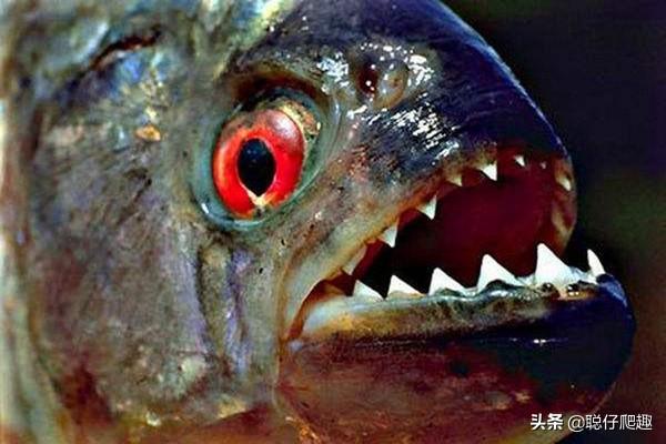 世界十大最危险的鱼