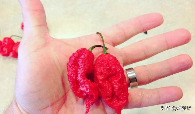 中国十大最辣辣椒排名（国内最辣的辣椒排名第一）