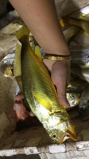 海鱼图片大全大图（海鱼图片大全大图 常吃）