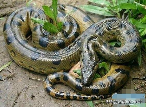 全球最漂亮的十种蛇（全球最漂亮的十种蛇排名）