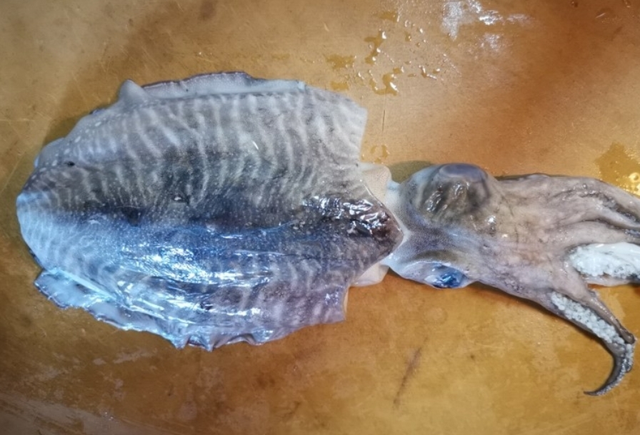 乌贼怎么做好吃（乌贼怎么做好吃又简单的家常做法）