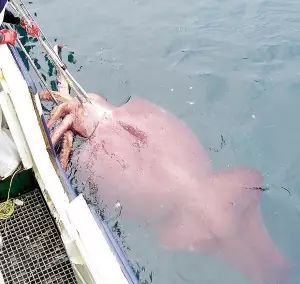 大王乌贼的真实照片（大王乌贼长什么样子图片）