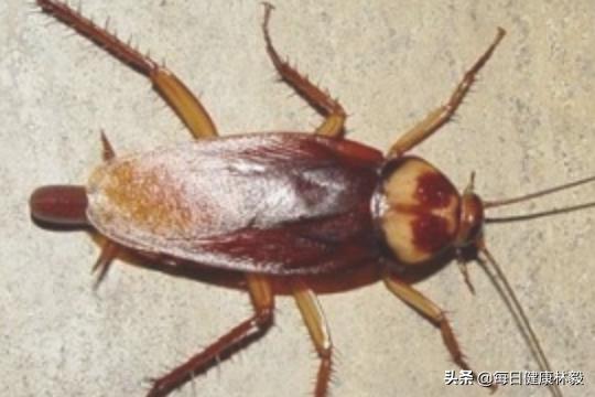 蟑螂怎么消灭最彻底小妙招（怎样消灭蟑螂最有效的方法）