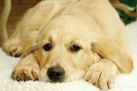 世界十大凶犬（十大猛犬排名一到十）