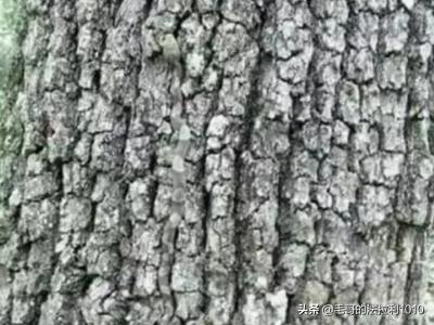 蛇吃人的真实图片（蛇吃人的真实图片高清）