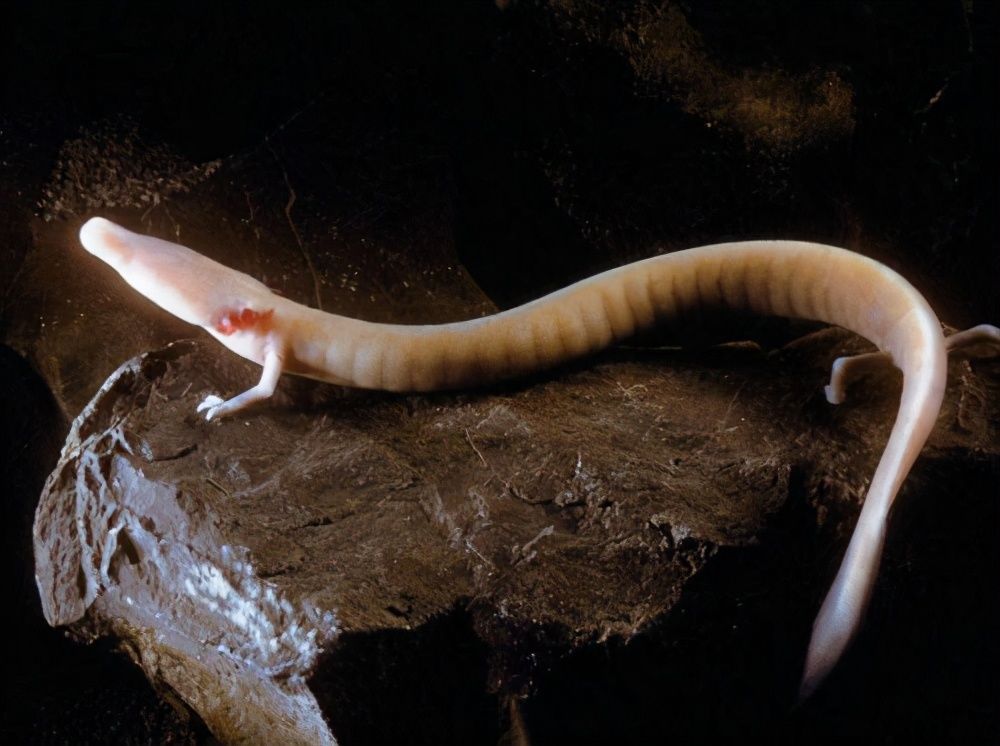 洞螈长大后是龙吗（洞螈的寿命可长达多少）