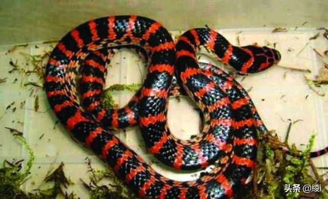农村常见的蛇图片大全（农村常见的蛇种类）