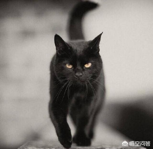 猫脸老太太图片（猫脸老太太图片吃小孩）