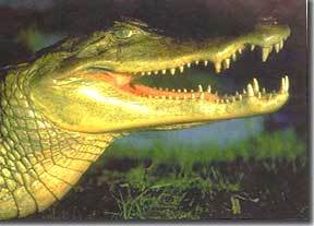 黑凯门鳄（黑凯门鳄图片）