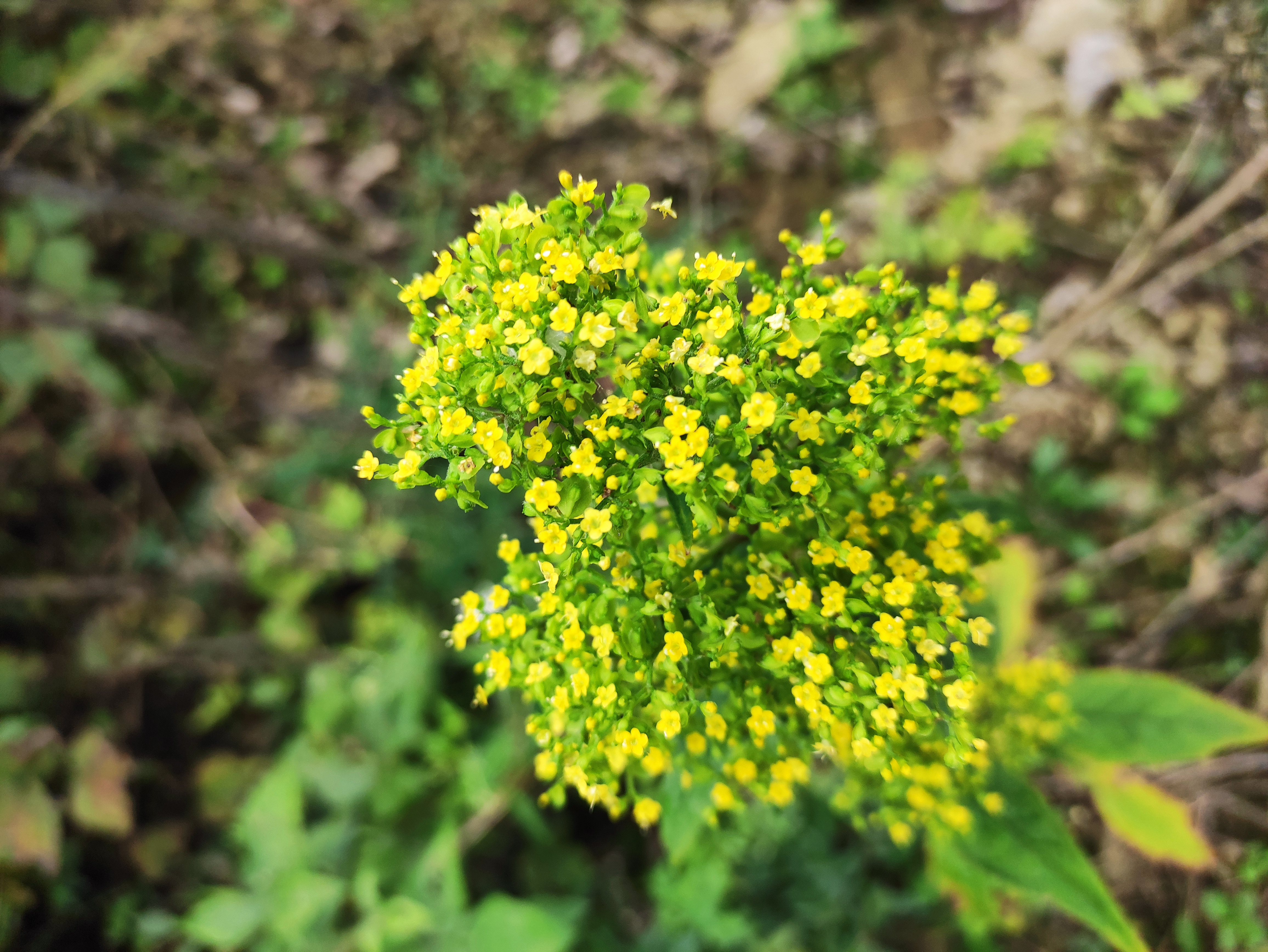 手机nfc功能怎么使用（手机nfc功能怎么使用支付宝支付）