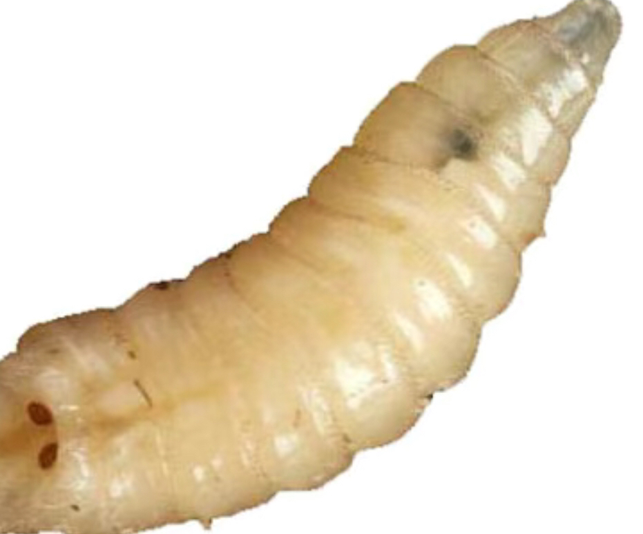 人长蛆虫最恶心的图片（人长蛆虫,有什么可以治）