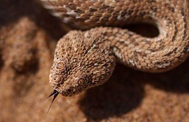 蛇图片恐怖到吓死人十个（蛇图片恐怖到吓死人十个动物）