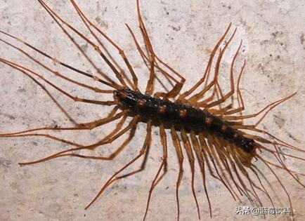 世界上最恶心的虫子（世界上最恶心的虫子一看就想吐）
