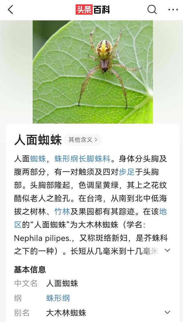 人面蜘蛛是保护动物吗（人面蜘蛛真的存在吗）