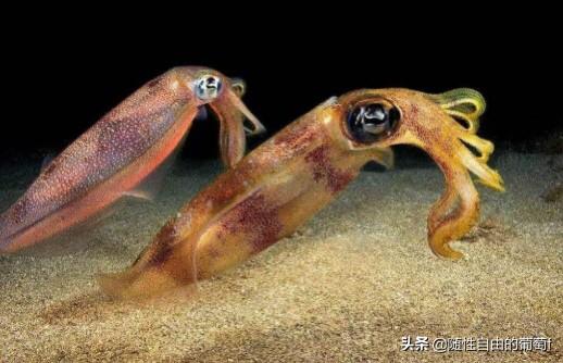大乌贼图片（大乌贼图片大全大图）