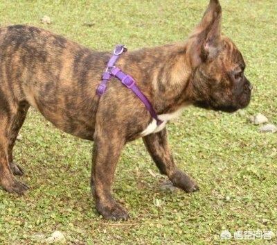 普通斗牛犬多少钱一只（斗牛犬多少钱一只 中国 小型）