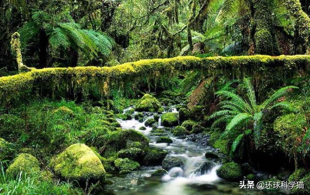 世界上体型最大的蛇（世界上体型最大的蛇森蚺长什么样）