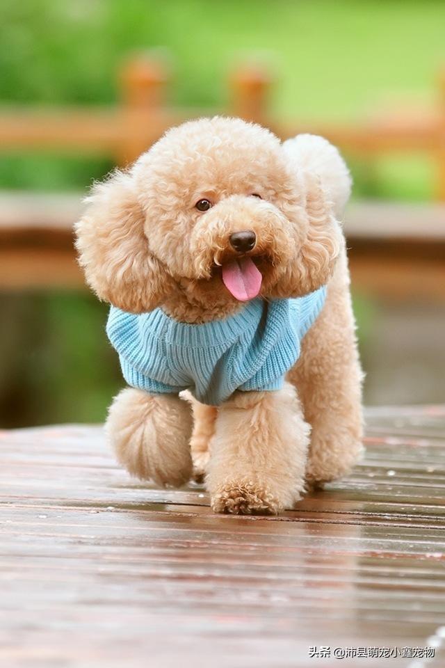 十大便宜好养的宠物狗（有哪些便宜好养的狗）