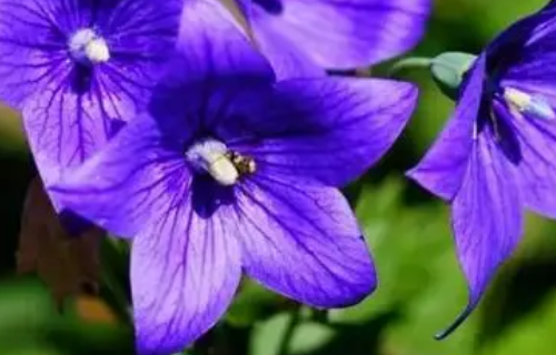 桔梗花的花语和传说