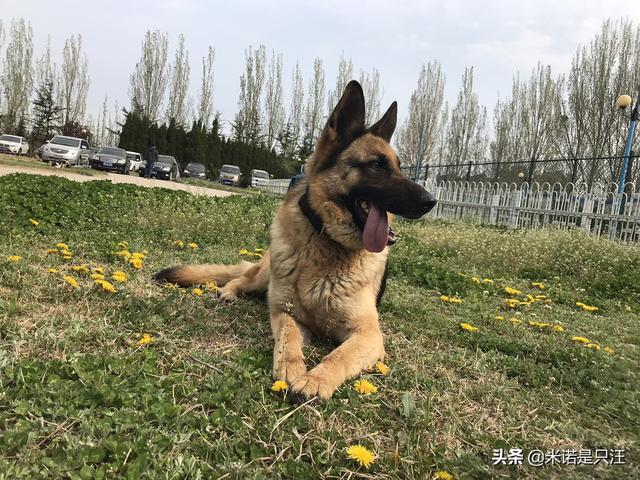 十大新手最好养的狗狗（十大新手最好养的狗狗不掉毛）