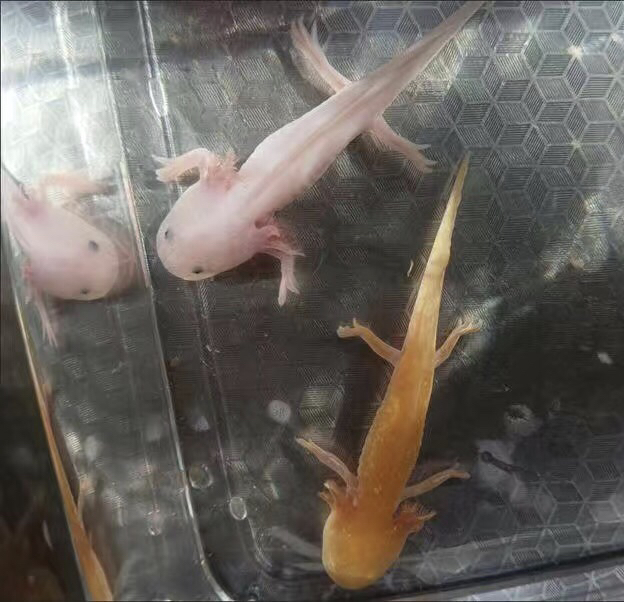 养六角恐龙鱼吉不吉利（养六角恐龙鱼有什么好处）