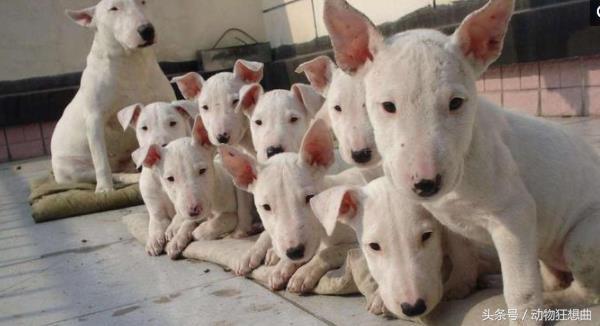 十大猛犬排行榜（十大猛犬排行榜前十名）