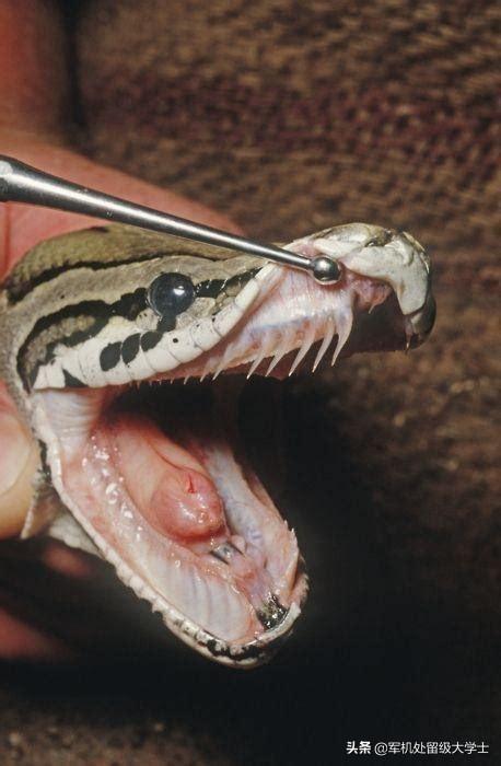 中国发现最大的蟒蛇（中国最大的蟒蛇视频）