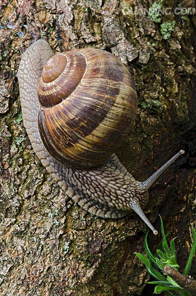 蜗牛人的图片（蜗牛人图片100张）