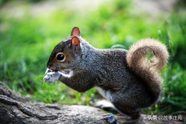 讲故事儿童大全视频（少儿讲故事视频）