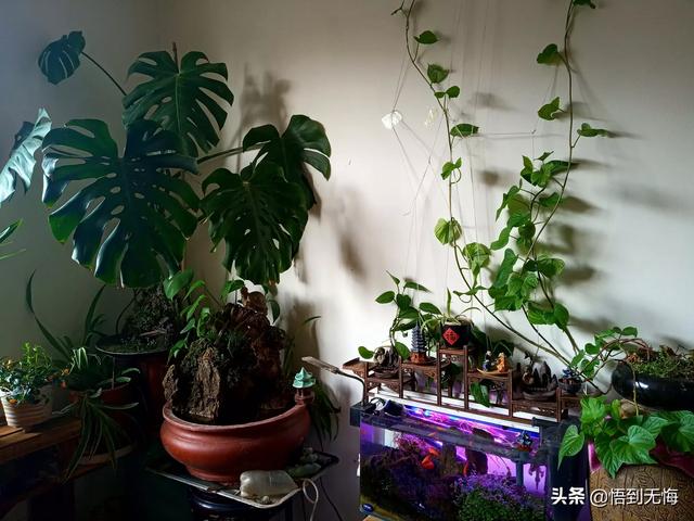 意味着什么_血月出现意味着什么