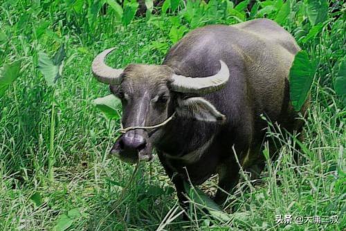 寓言小故事大道理300字左右（小寓言大道理100字）